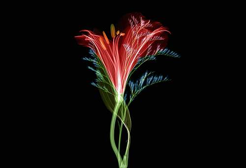 new jersey institute of technology blooming red and green flower wallpaper newark